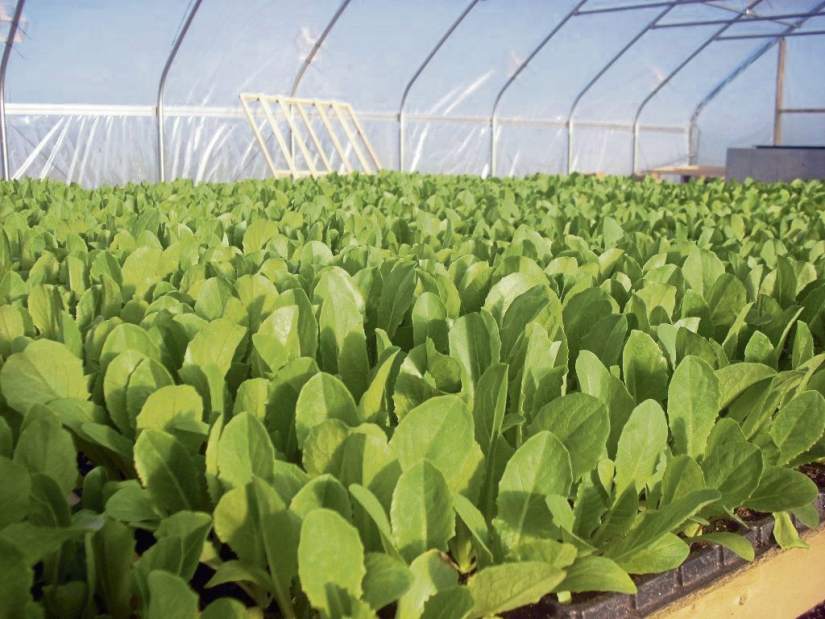 gtrOrganicLoans3040618