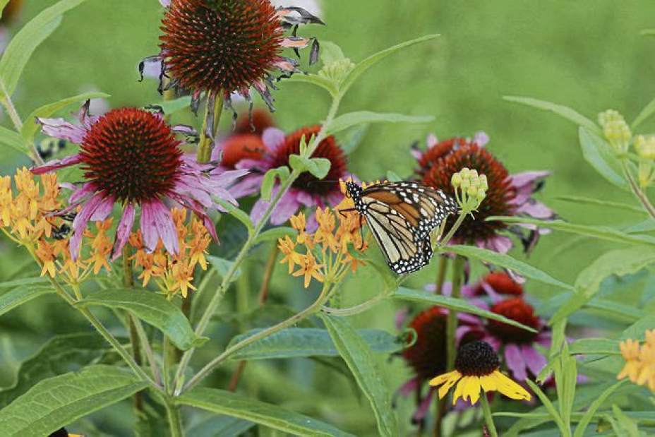 gtrSmithtonGarden5061918