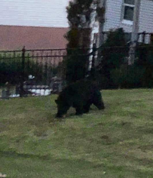 gtrbearsighting061918