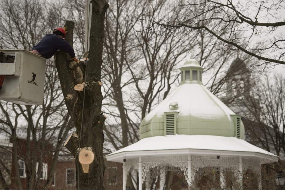 gtrdiamondtrees001020118 gtrdiamondtrees001020118