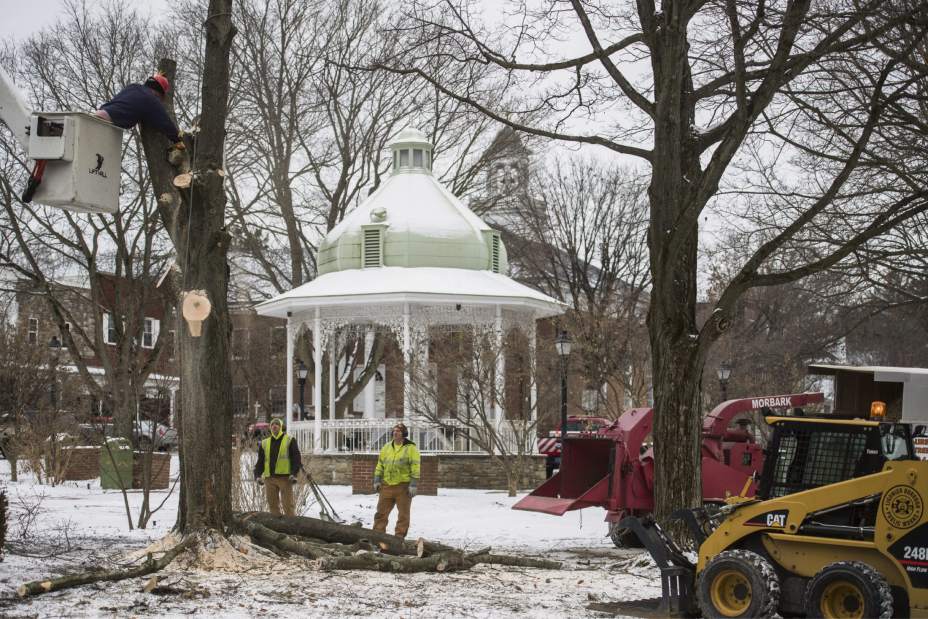 gtrdiamondtrees002020118 gtrdiamondtrees002020118