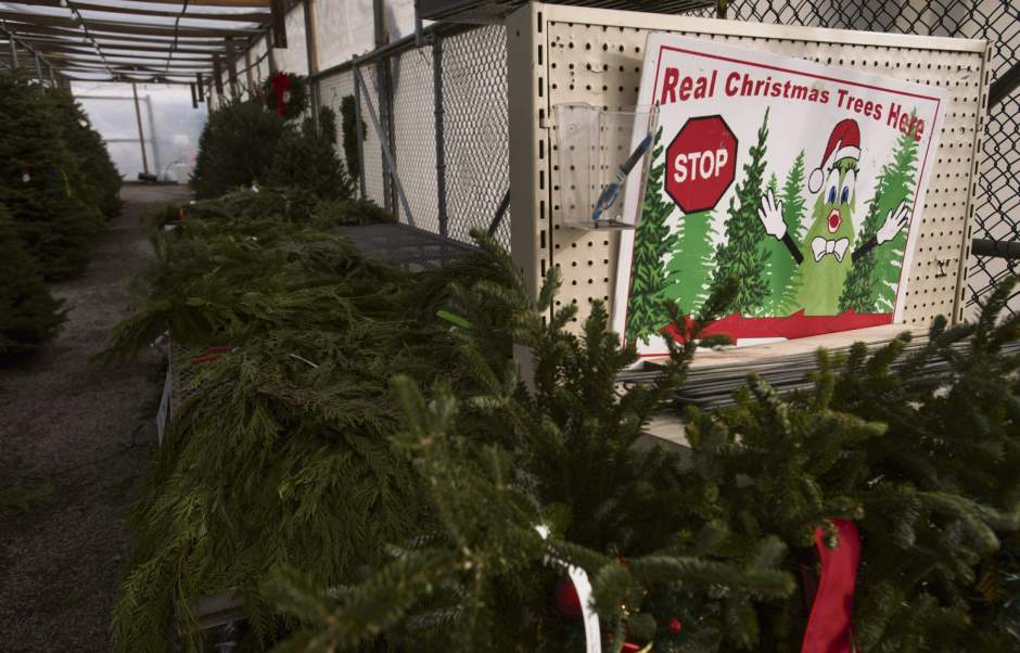 gtrleftovertrees1122316