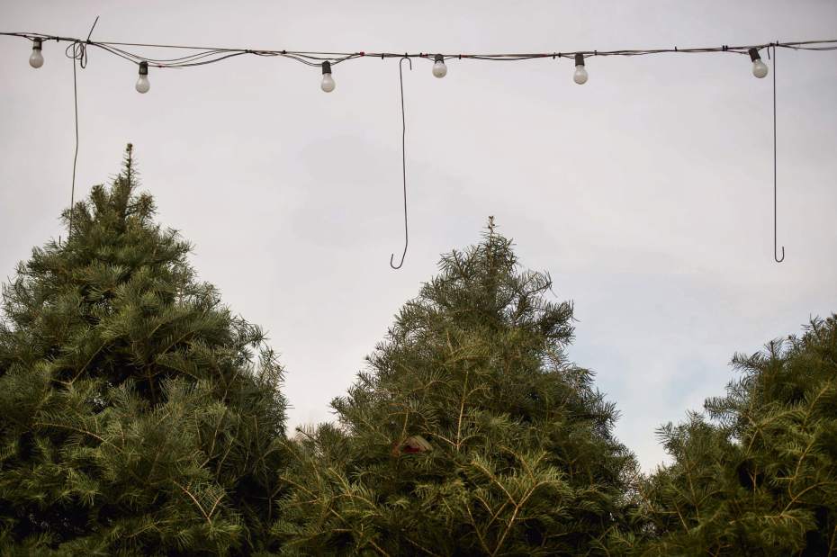 gtrleftovertrees2122316