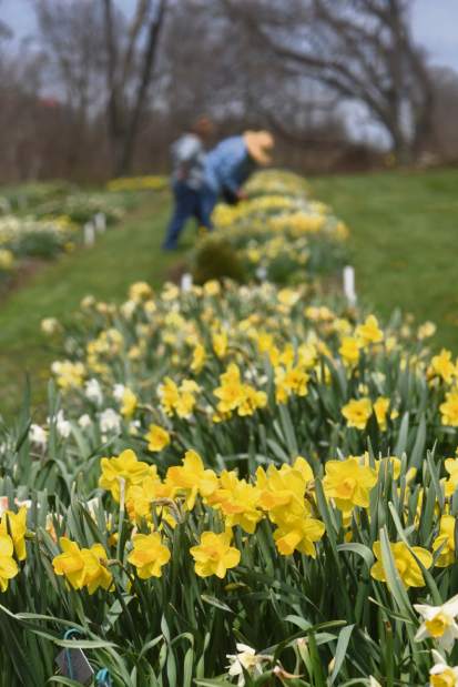 gtrliv535daffodilfarm3050418