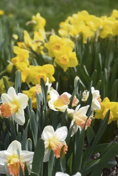 gtrliv535daffodilfarm5050418