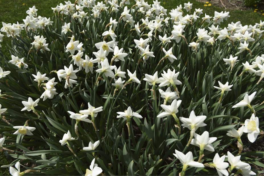 gtrliv535daffodilfarm6050418
