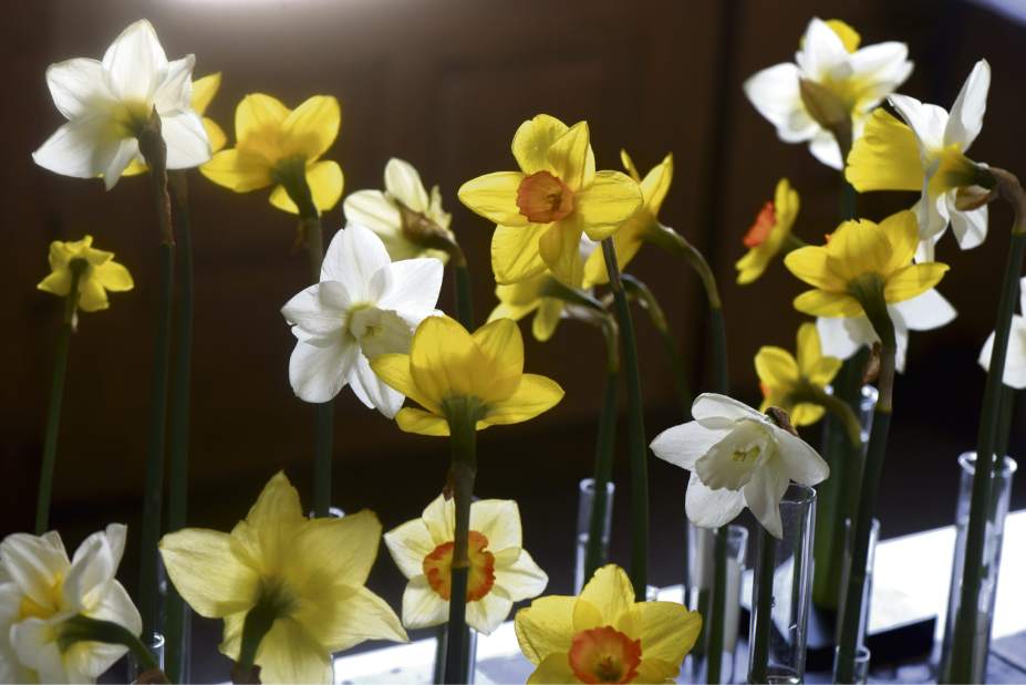 gtrliv535daffodilfarm7050418