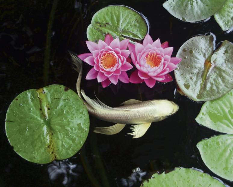 gtrlivflowershowkoi041717