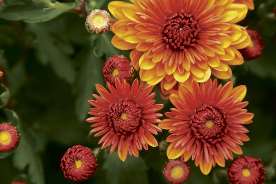 gtrlivflowershowmums041717