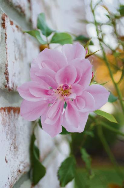 gtrlivflowershowqallrose041717