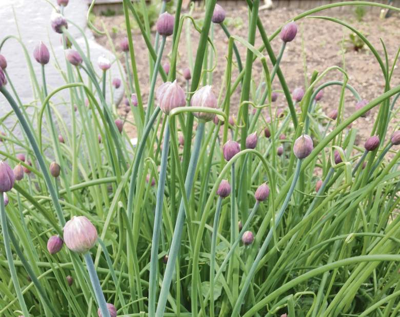 gtrlivgardenQA021618jpeg