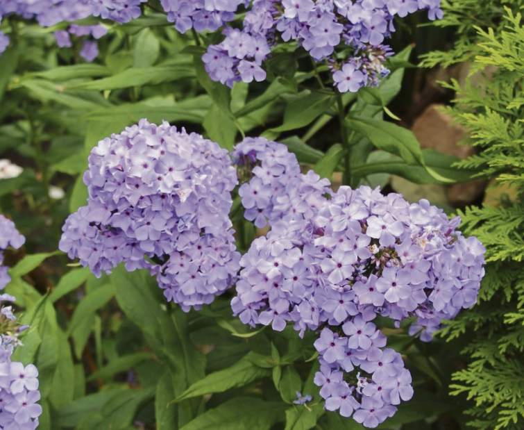 gtrlivgardenQA101317jpeg