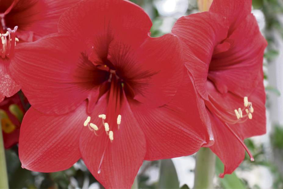 gtrlivgardenQA112417