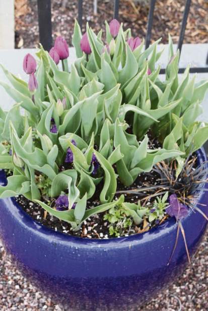 gtrlivgardenQA121517jpeg