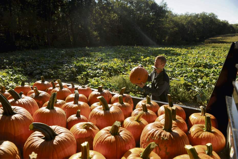 gtrlopumpkinpatch091616