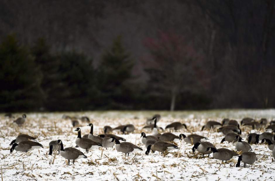 gtrlosnowfeature5121317