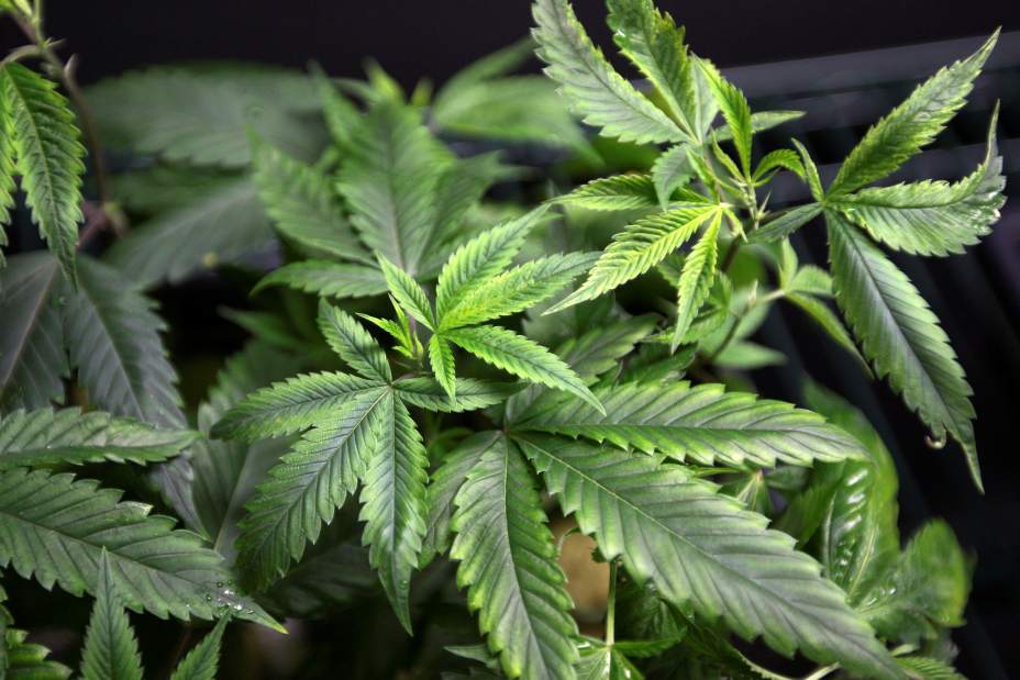 gtrmarijuana012617