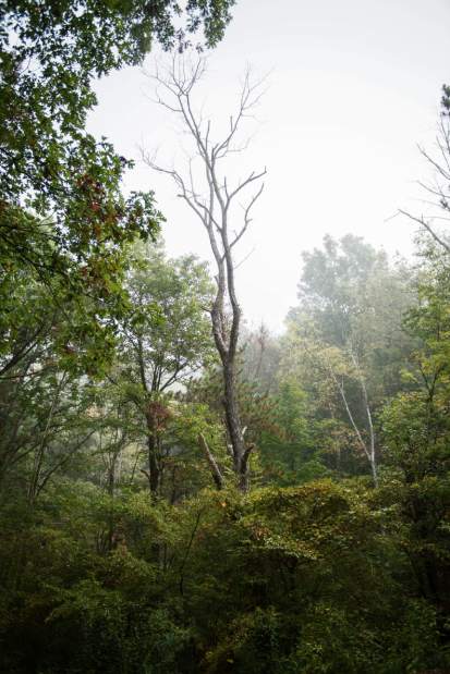 gtrtreefarm005092217