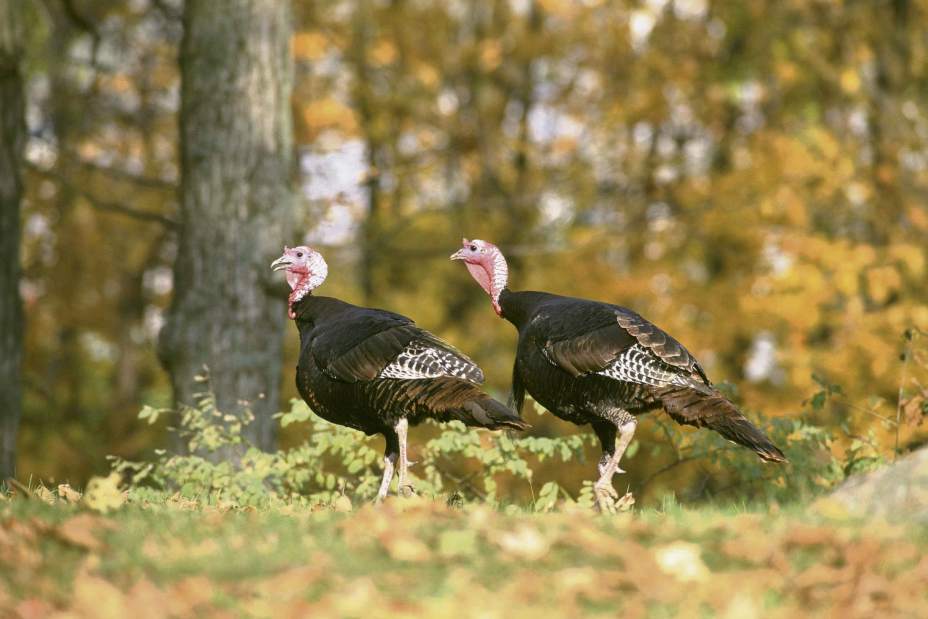 gtrturkeys110517