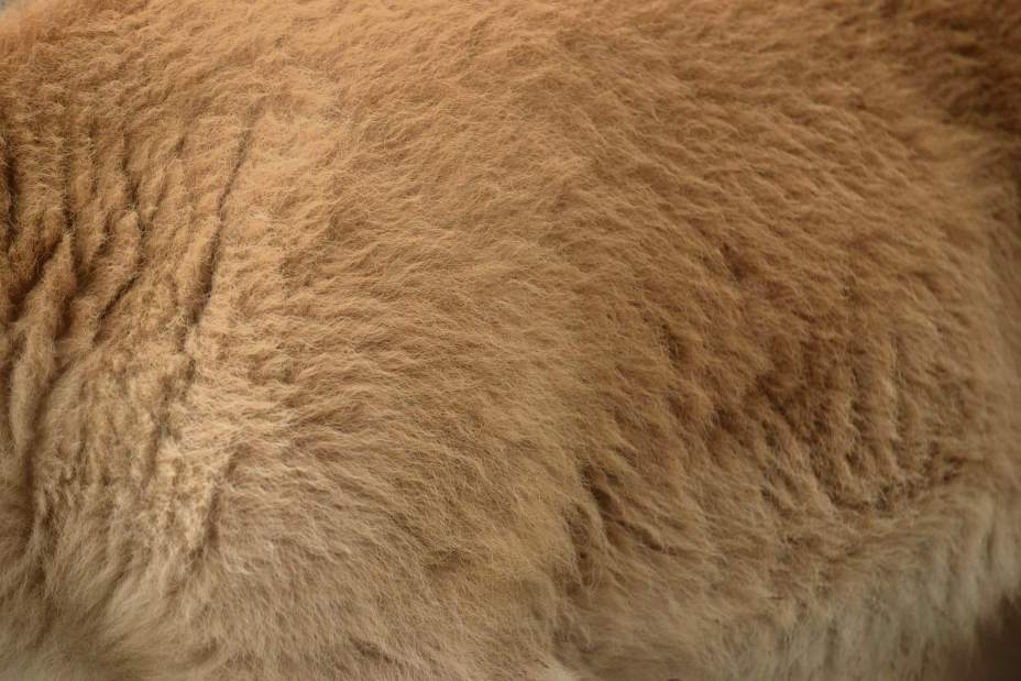 gtrwhitebison3051116