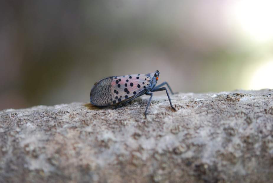 lanternfly