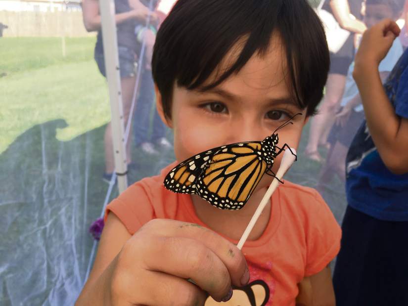 msbutterflies1080317jpeg msbutterflies1080317jpeg