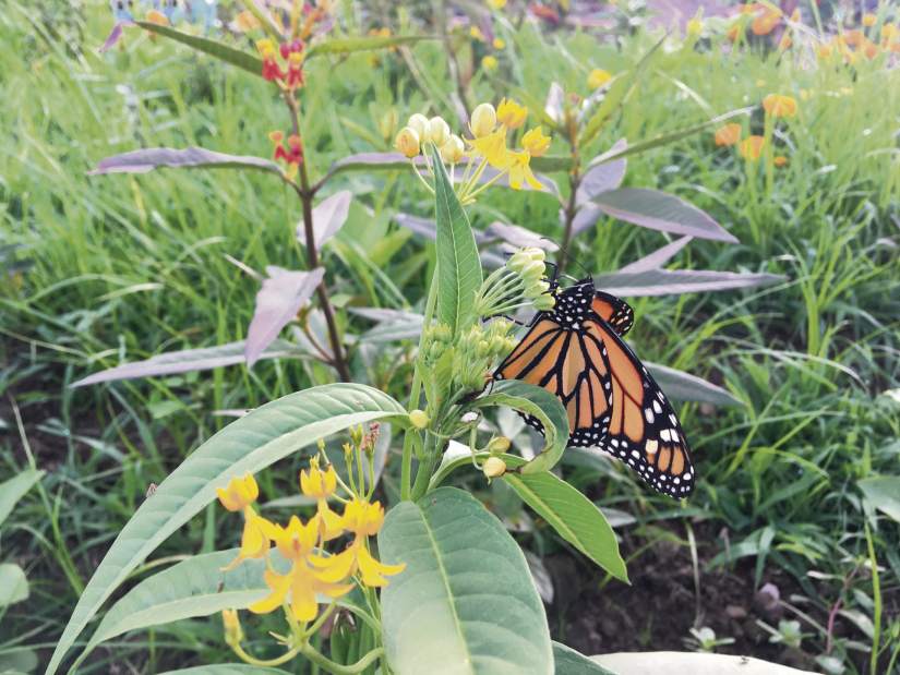 msbutterflies3080317jpeg msbutterflies3080317jpeg