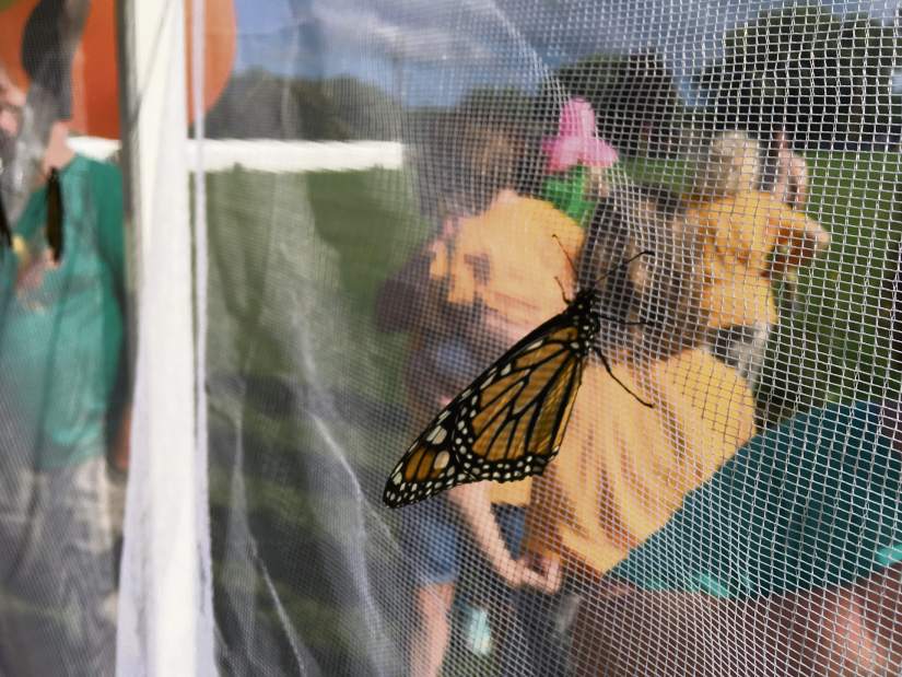 msbutterflies7080317jpeg msbutterflies7080317jpeg