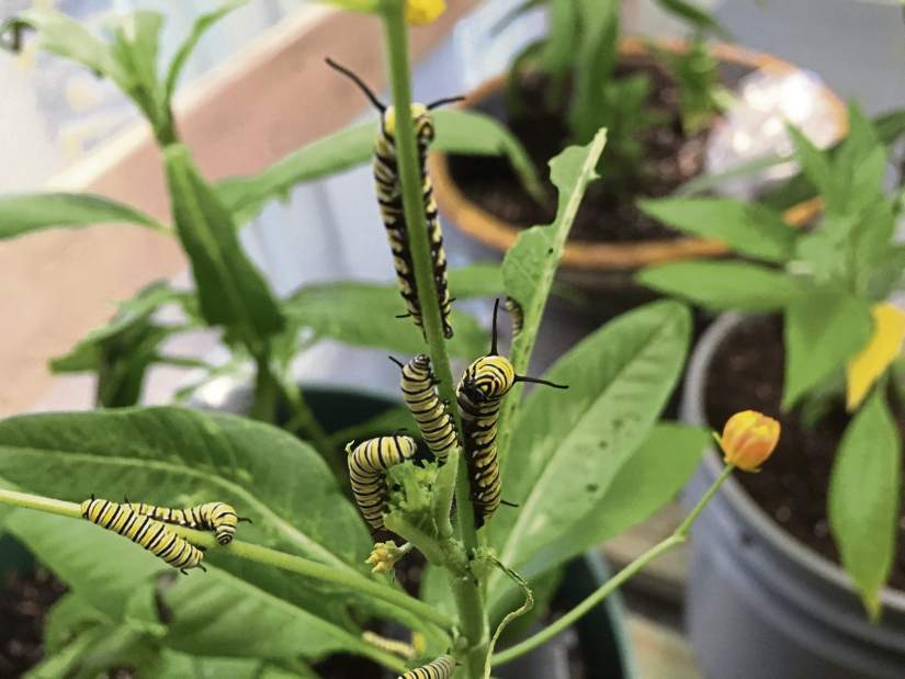 msbutterflygarden1071317
