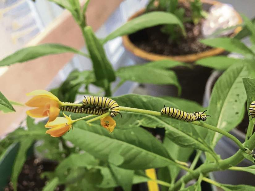 msbutterflygarden2071317