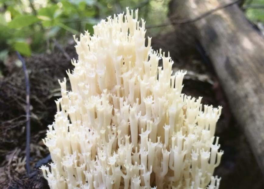 msshrooms1083117