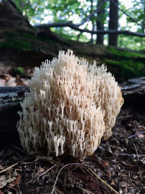 msshrooms3083117