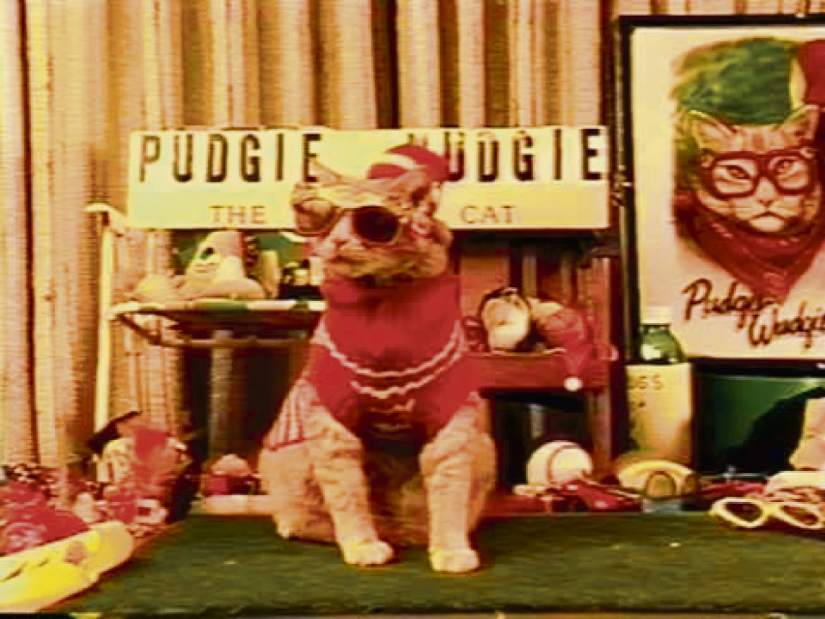 palpudgiewudgie2082417
