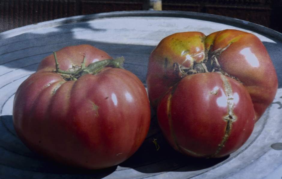 ptrLIVWWIItomato4111116