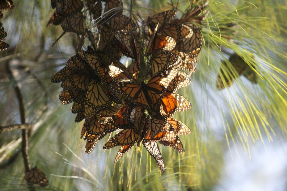 ptrLIVbutterflies1031513