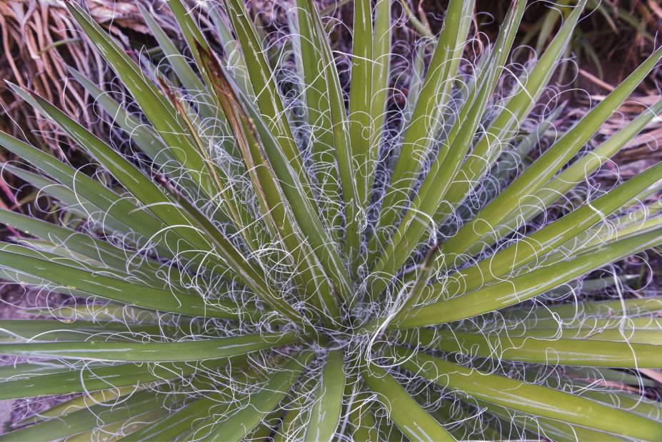 ptrLIVdrought4042916