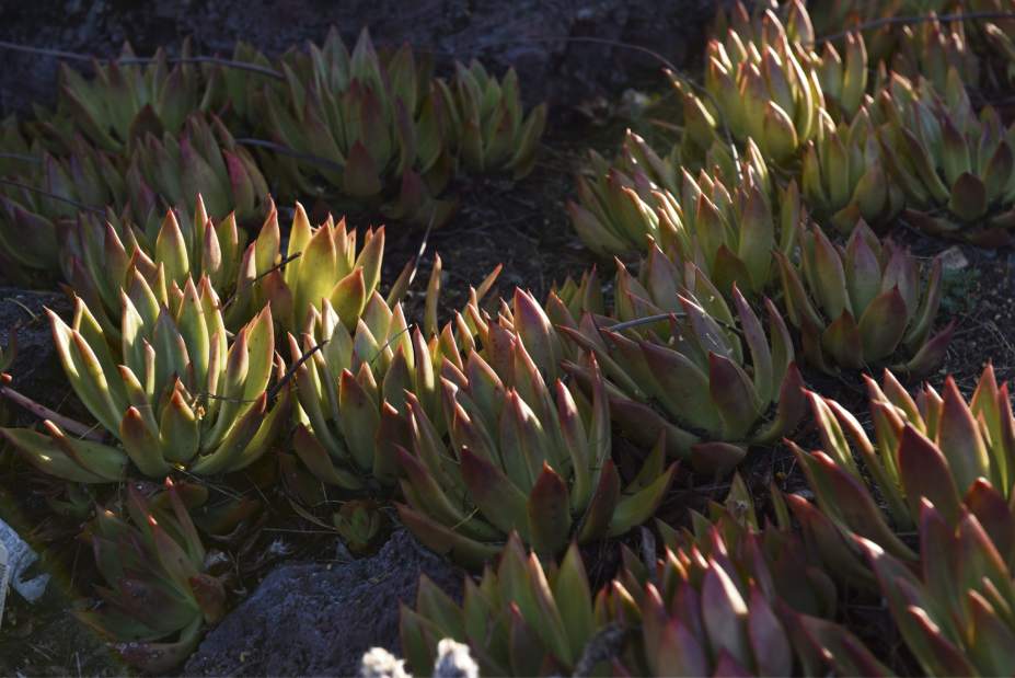 ptrLIVdrought5042916