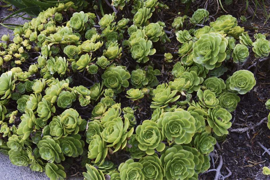 ptrLIVdrought6042916