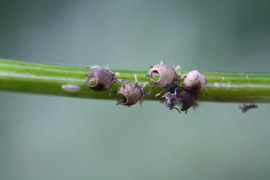 ptrLIVgardencol082314