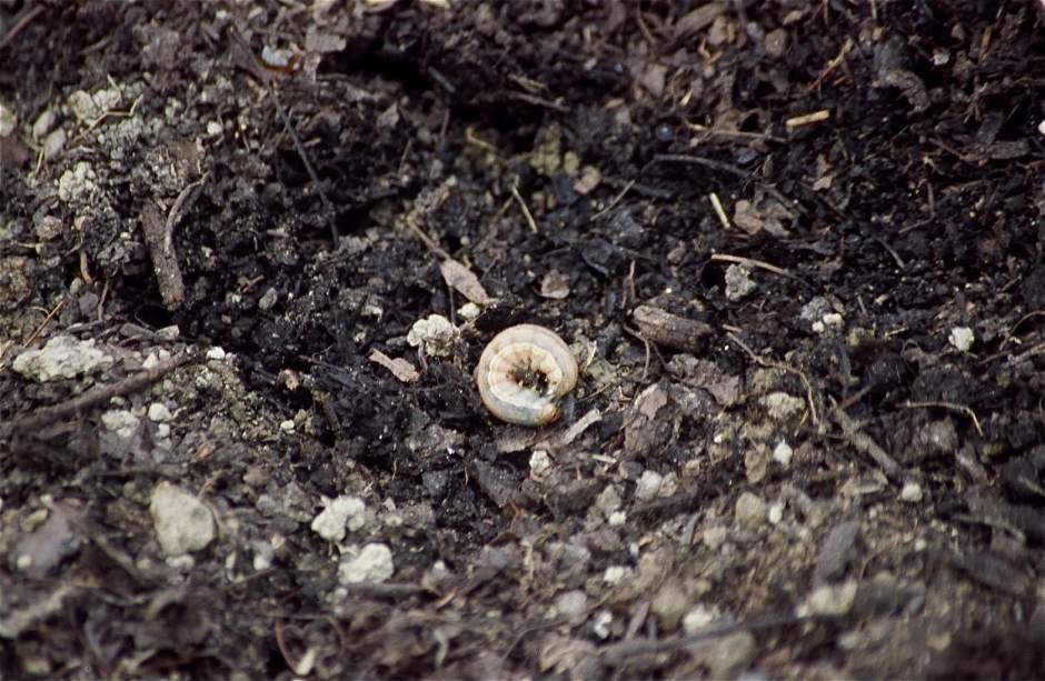 ptrLIVgardenqa021515