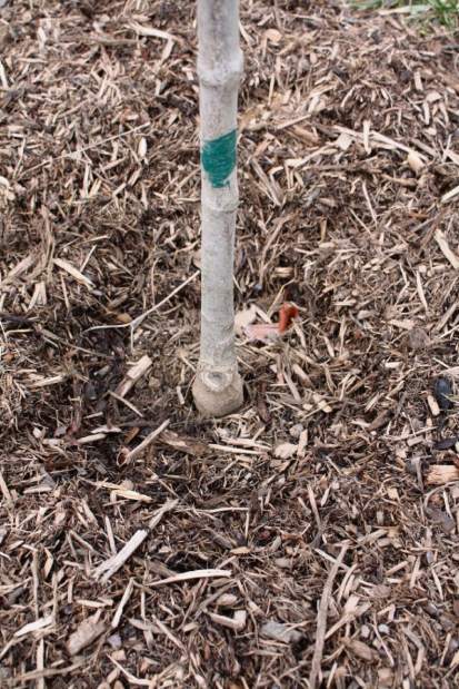 ptrLIVgardenqa040116