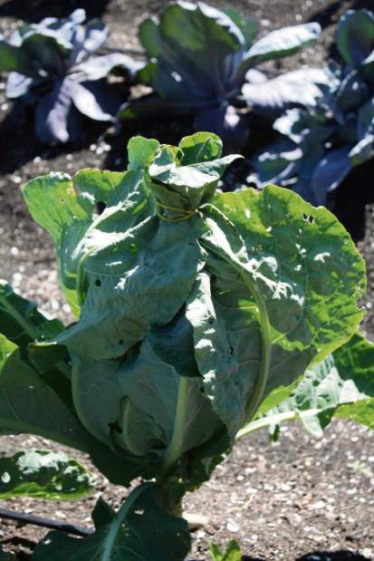 ptrLIVgardenqa050616