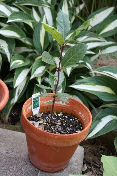 ptrLIVgardenqa110313