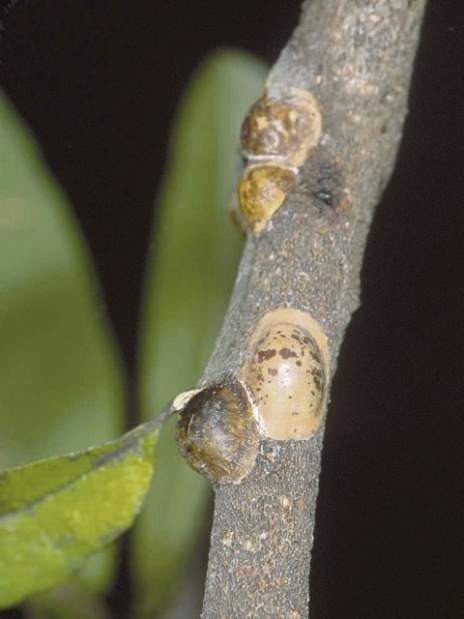 ptrLIVgardenqa111415