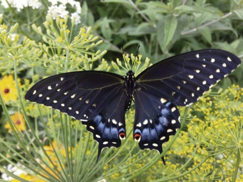 ptrLIVgardenqa2121115