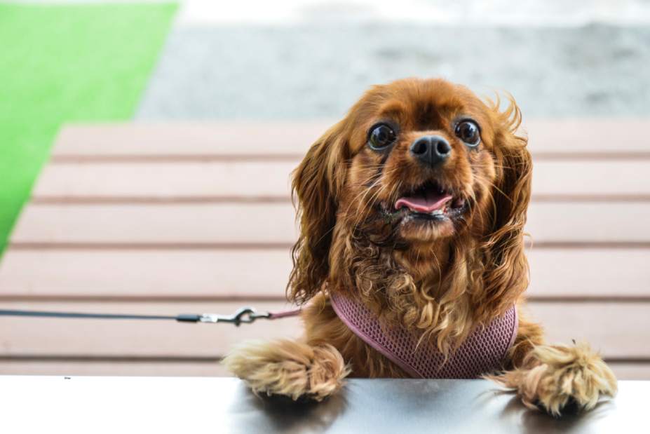 ptrLIVtothedogs1080414