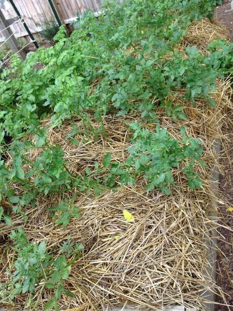ptrREgardenQA111614