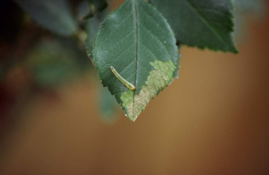 ptrREgardenqa081113