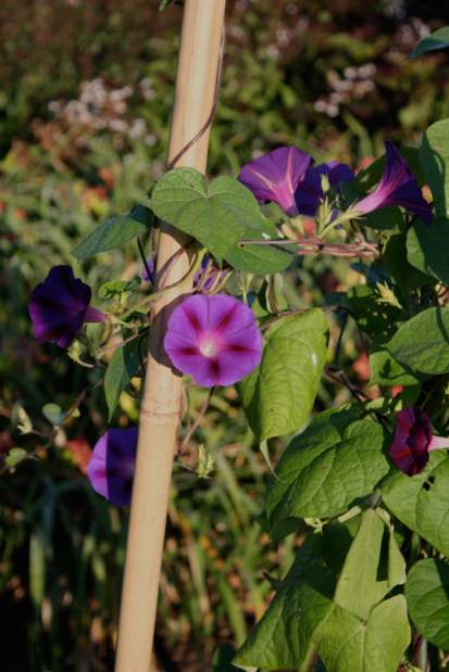 ptrREgardenqa092913