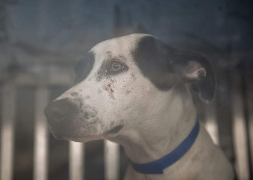 ptrTexasDogs01090517